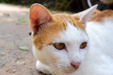 üzgün kedi yüz yakın çekim