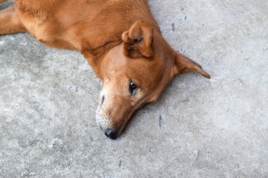 kahverengi köpek çimento yere bırakmasını