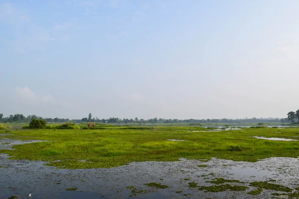 Marsh ve mavi gökyüzü — Stok fotoğraf