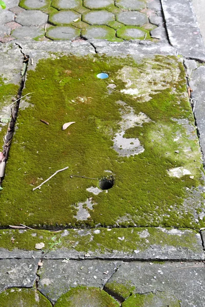 Lichen on the drain — Stock Photo, Image