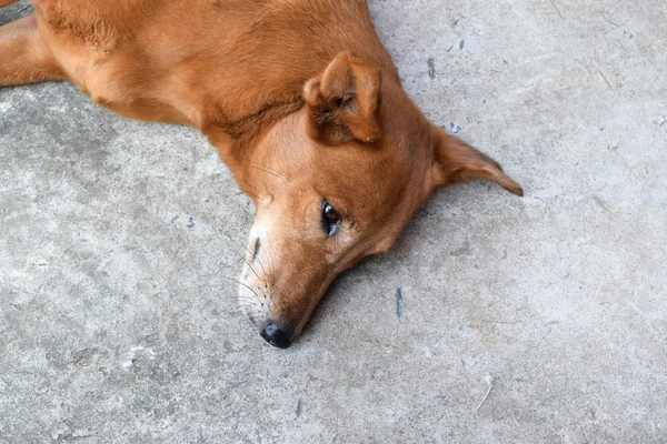 kahverengi köpek çimento yere bırakmasını