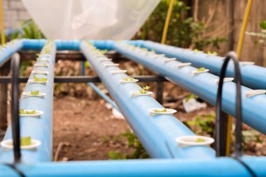 Tayland suda grubundaki genç marul