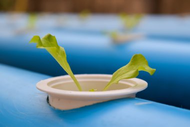young lettuce in hydroponics farm in thailand clipart