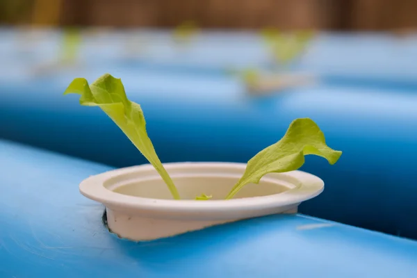 Unga sallat i hydroponics gård i thailand — Stockfoto