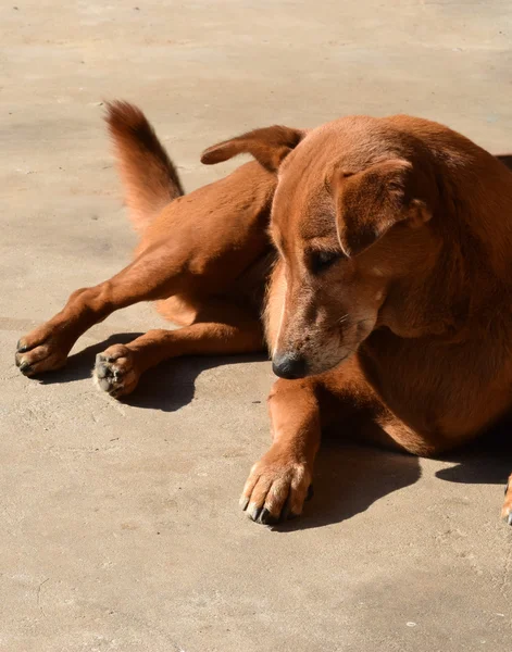 Perro en la luz solar — Foto de Stock