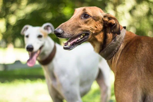 Two big dogs, hunting dogs