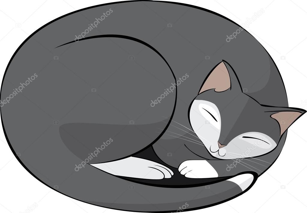 white and gray cat sleeping