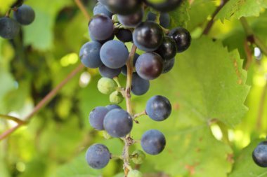 Üzüm dalı yeşil yaprakların arka planında