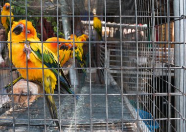 renkli papağan kafes içinde