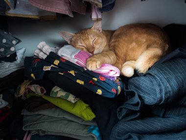 kedi gardırop