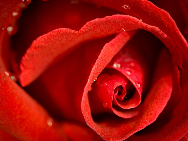 Close up red rose flower