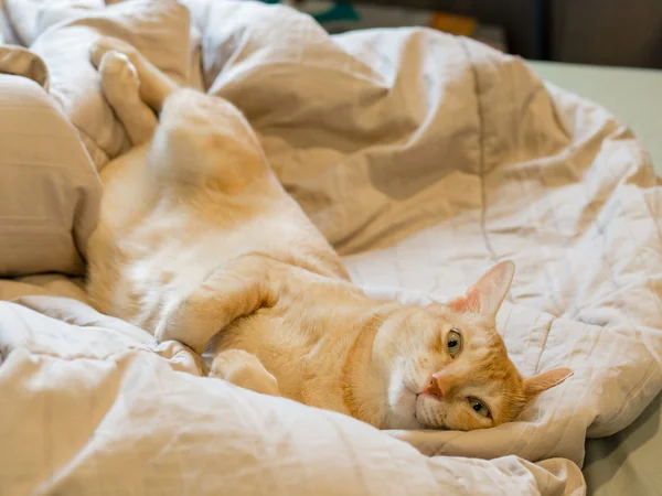 Ginger cat sleeping — Stock Photo, Image