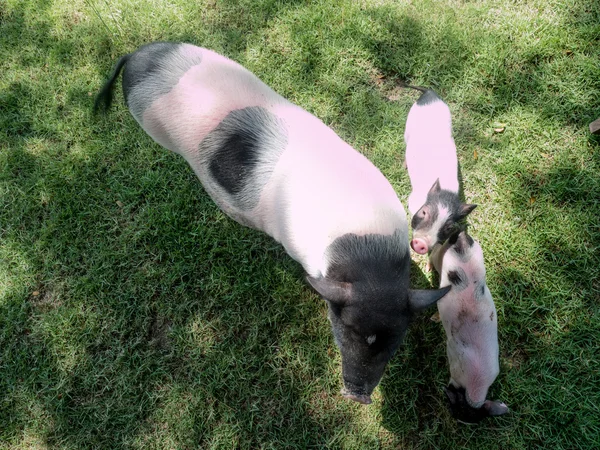 Cerdos en miniatura — Foto de Stock