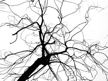 Beyaz arkaplanda ölü ağaç