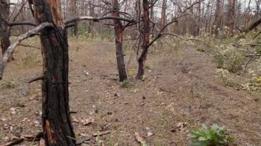 Yangından sonra kömürleşmiş dallar ve kömürleşmiş gövdelerle harap olmuş çam ağaçları ekolojik kriz ve doğal yıkımı gösteriyor..