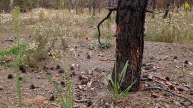 Ormandaki yıkıcı bir orman yangınından sonra kararmış çam gövdeleri ve iğnesiz yanmış dallar felaketi ve çevresel hasarı simgeliyor..