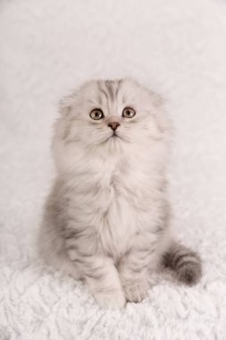 Güzel uzun saçlı gümüş tekir kedicik İskoç kedisi oturuyor ve kameraya bakıyor. Saf bir kedinin yumuşak beyaz desenli bir yüzey üzerindeki yüksek kaliteli stüdyo portresi..