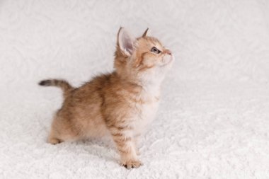 Beyaz bir battaniyenin üzerinde duran ve ilgiyle bakan küçük altın bir tekir kedinin yan görüntüsü..