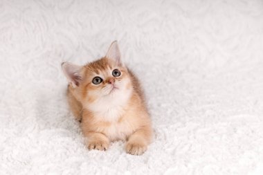 Beyaz bir battaniye üzerinde dinlenen yeşil gözlü, güzel, altın kırmızısı bir kedinin yakın çekimi ve meraklı bir ifadeyle yukarı bakıyor..