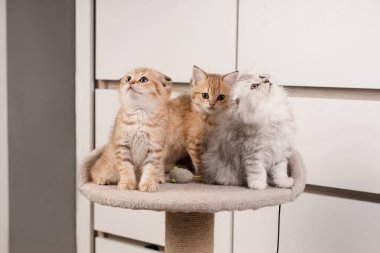 Kızıl İskoç Katliamı, altın rengi bir İngiliz Kısaltması ve kabarık gri bir kedi yavrusu tırmalama direğinin tepesinde oturmuş merakla bakıyorlar..