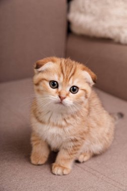 Sevimli kırmızı bir tekir kedicik bej bir kanepede oturuyor ve geniş meraklı gözleriyle kameraya bakıyor..