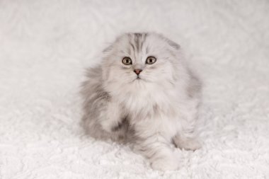 Çekici, uzun saçlı, İskoç bir kedinin portresi. Yumuşak, beyaz, sahte kürk bir arka planda otururken merakla yukarı bakıyor..