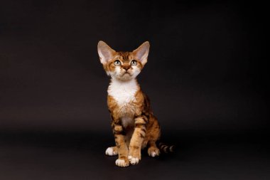 Kahverengi tekir kedisi Devon Rex 'in dramatik bir stüdyo portresi. Kıvırcık kürklü ve parlak gözlü kedi yavrusu. Katı siyah bir arka planda zarif bir şekilde oturuyor..