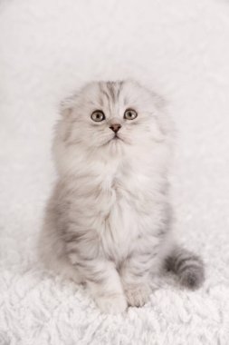 Çekici, uzun saçlı, İskoç bir kedinin portresi. Yumuşak, beyaz, sahte kürk bir arka planda otururken merakla yukarı bakıyor..