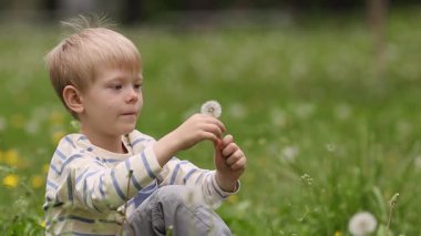5 yaşındaki bir çocuk karahindiba dolu bir bahar çayırında oturur, yumuşak beyaz tohumlar saçar, saf çocukluk sihrini ve mevsimsel güzelliği uyandırır..