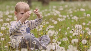 Çizgili uzun kollu gömlekli, genç, sarı saçlı bir çocuk yeşil çimlerin üzerinde oturur ve karahindiba tohumunun başını dikkatlice koparır. Orta boy fotoğraf, park geçmişi, yumuşak gün ışığı..