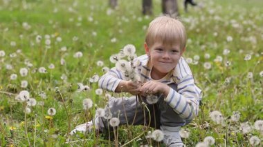 Sarışın bir çocuk karahindiba tarlasında çömelip bir sürü beyaz tohum kafası topluyor. Kameraya bakıyor ve seçmeye devam ediyor. Geniş açı, park ayarları.