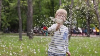 Neşeli bir sarışın çocuk bir grup karahindibayı sallıyor, beyaz tohumları havaya saçıyor. Yavaş çekim hissi, gülümseme, açık hava parkı ayarları, çizgili gömlek..