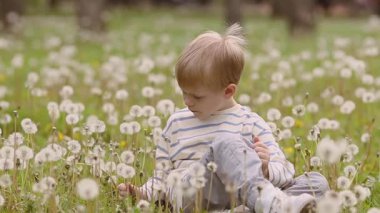 Sarışın bir çocuğun yemyeşil bir karahindiba tarlasında oturmuş çiçek toplarken ve havaya tohum atarken orta boy fotoğrafı. Yumuşak gün ışığı, arka planda bulanık ağaçlar, çizgili kıyafetler..