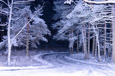 Gece Ormanı Kışı