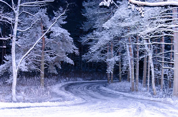 Gece Ormanı Kışı