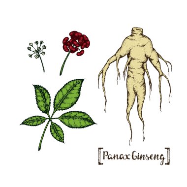 Panax Ginseng çizimi.