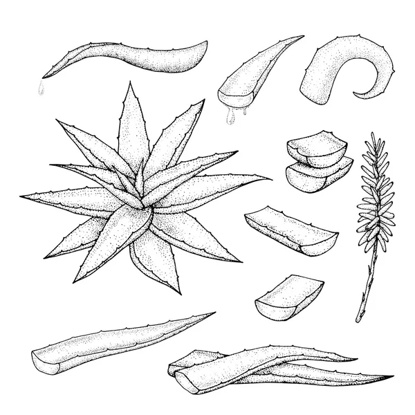 Set disegnato a mano di aloe vera . — Vettoriale Stock