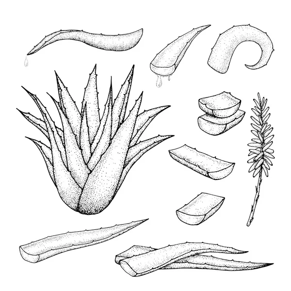 Set disegnato a mano di aloe vera . — Vettoriale Stock