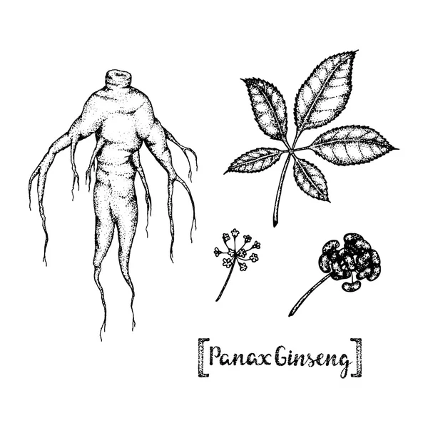 Illustrazione di Panax Ginseng . — Vettoriale Stock