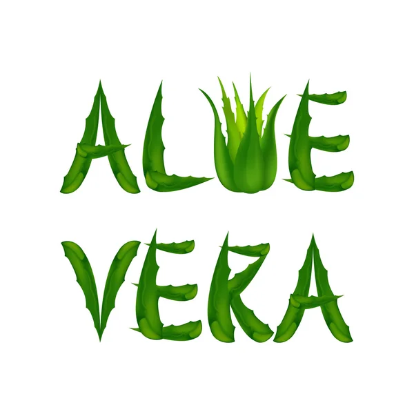 Aloe vera isolerad på vit — Stock vektor