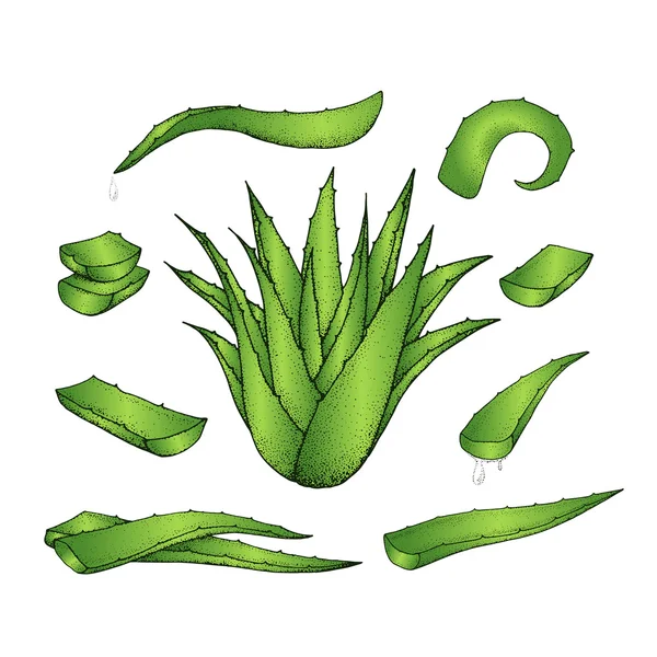 Aloe vera ręcznie rysowane zestaw. — Wektor stockowy