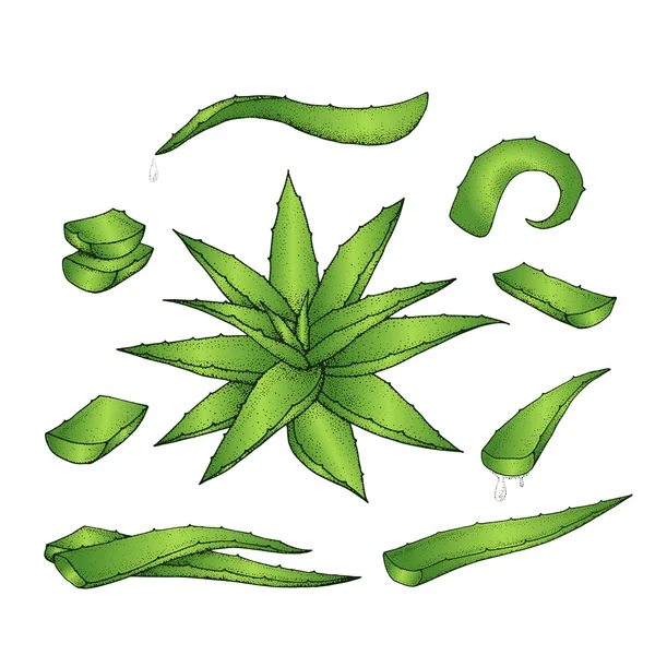 Set dibujado a mano Aloe vera . — Vector de stock