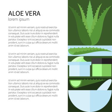 Aloe Vera.Vector illüstrasyon.