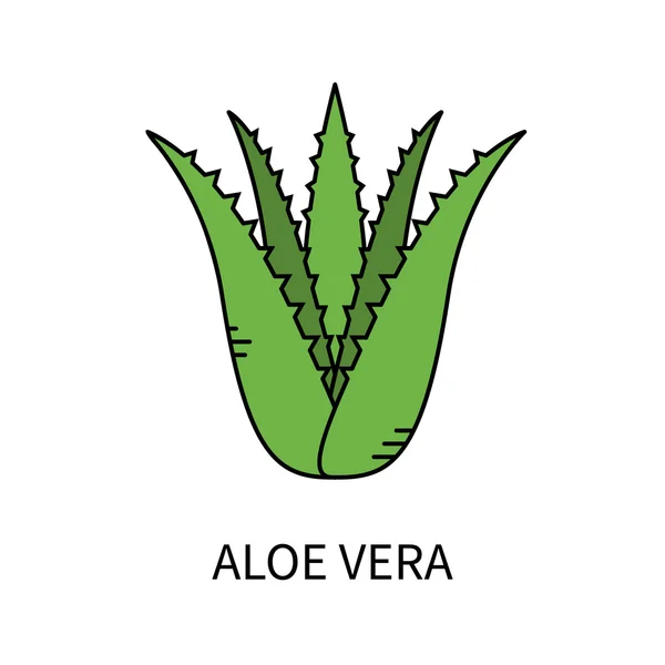 Aloe vera isolado em branco — Vetor de Stock