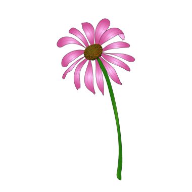 Echinacea purpurea