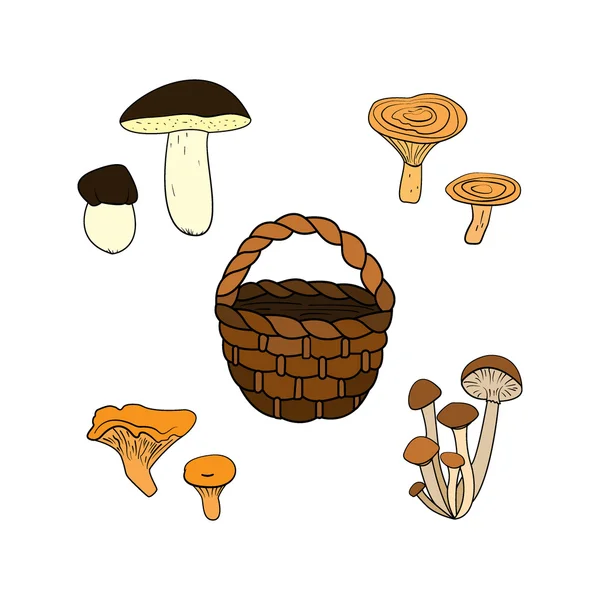 Funghi selvatici — Vettoriale Stock