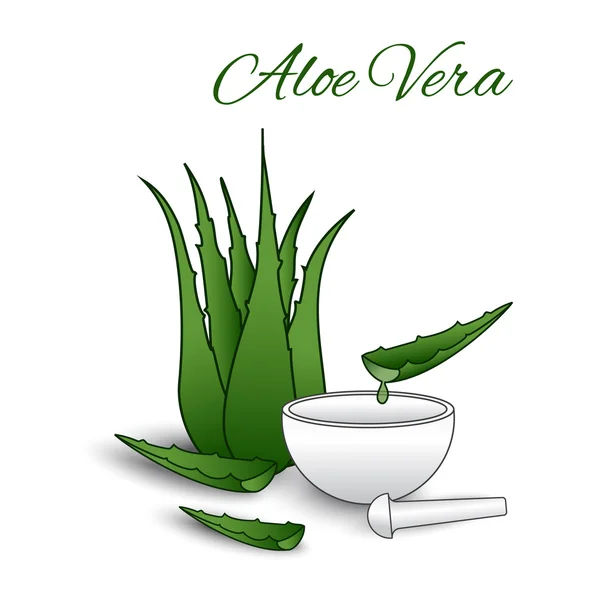 Aloe Vera — Stock Vector