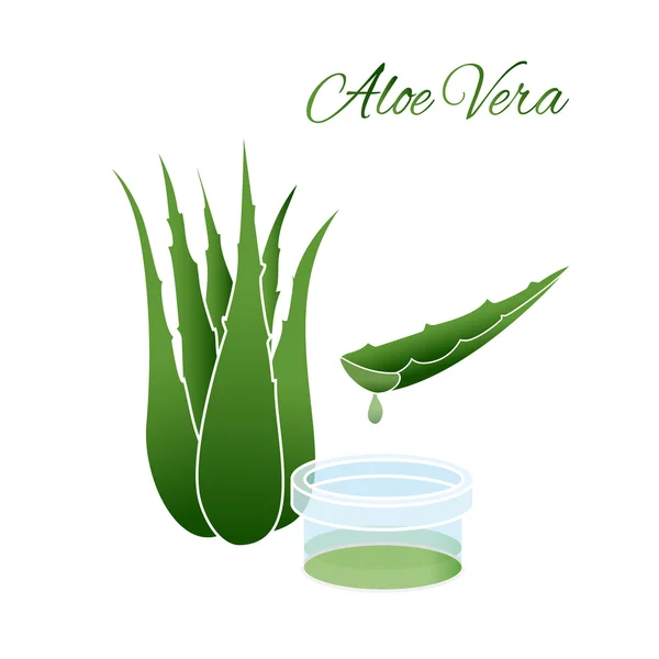 Aloe vera — Vector de stock