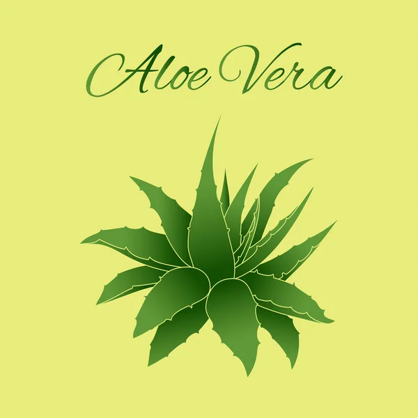 Aloe Vera — Stock Vector