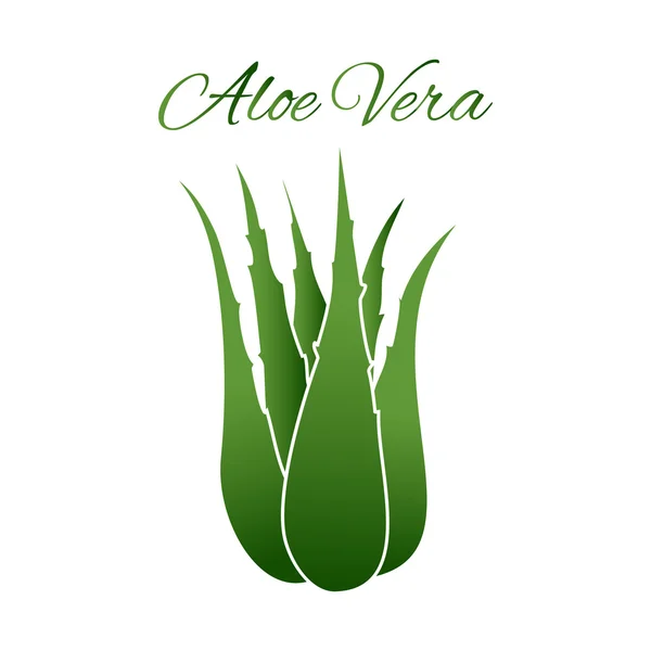 Aloes zwyczajny — Wektor stockowy